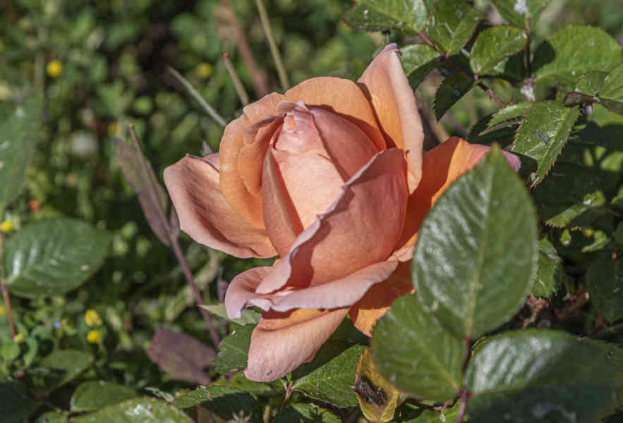 Rosa naranja - parque de Cervantes - Barcelona - Catalunya 6.jpg